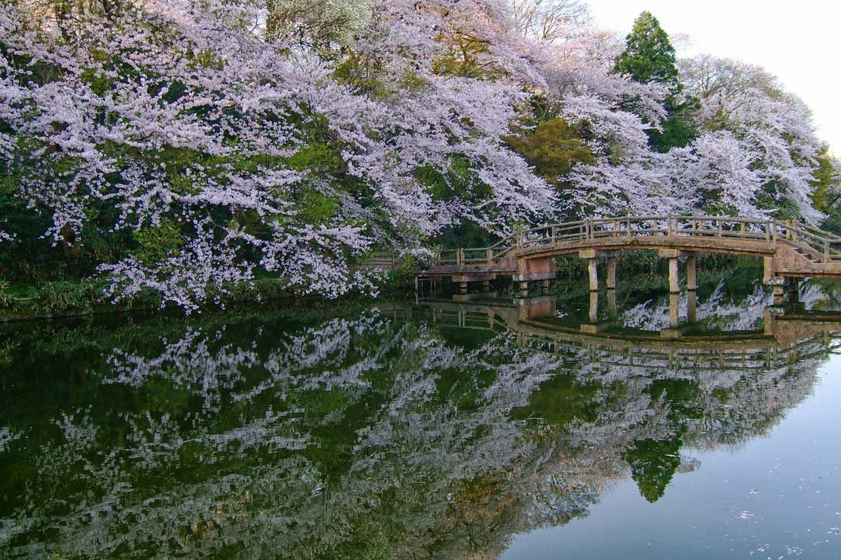 🌸 다카오카 고성 공원(다카오카고조코엔) 이미지 7